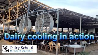 Cow cooling system in action