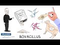 The Dynamic Duo: Bovacillus (Chinese subtitles)