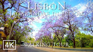 Jacarandas in Bloom: LISBON Walking Tour 2021 - Marquês de Pombal, Parque Eduardo VII ASMR 4K 60fps