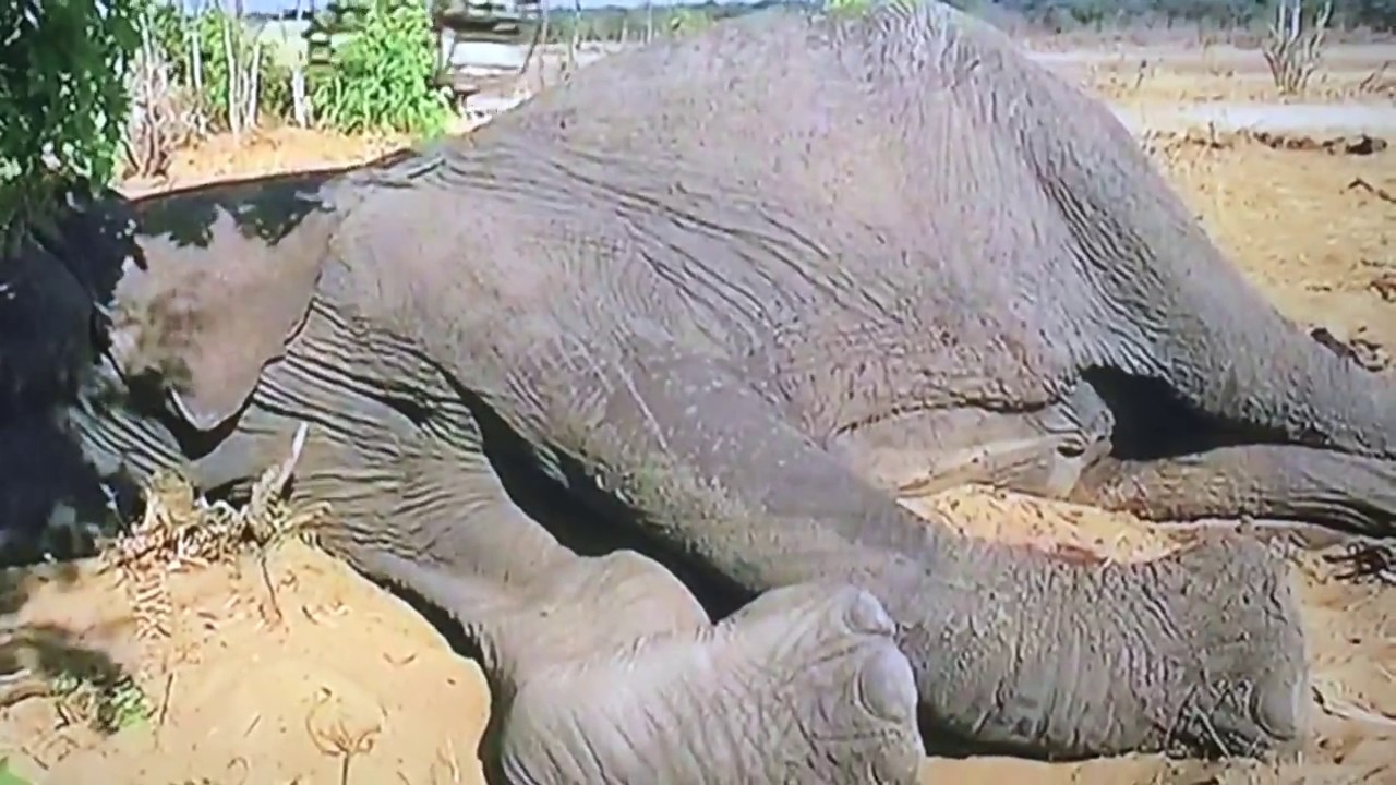 MALI - Elephant In Manila Zoo - DEAD!? - YouTube