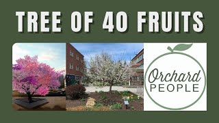 Sam Van Aken's Tree of 40 Fruit