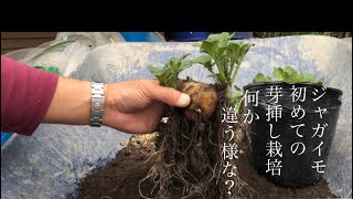 家庭菜園　芽挿し栽培のジャガイモは これで良いのか？　今年も3パターンの栽培方法で試します