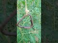 টমেটো শাখা ও পাতা ছাঁটাই tomato pruning