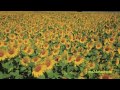 松島 秋咲き「ねまわりのひまわり」2012 【1080p】sunflower field of matsushima