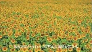 松島 秋咲き「ねまわりのひまわり」2012-【1080p】Sunflower field of Matsushima