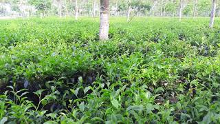 Baliadangi Tea Garden