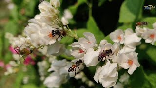 Kekompakan Koloni Lebah #siotan #lebahmadu #alamsemenit