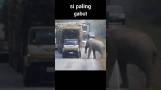 ada ada saja kelakuan sang gajah #shorts