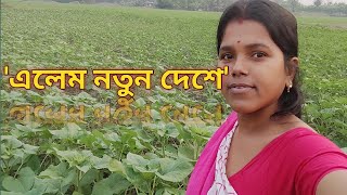 শোলা গাছের পর এখন দেখুন সূর্যমুখীর খেত|Sunflower Growing from Seed