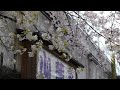 山麓苑　里桜満開　p1160577.mov