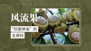 风流果——“印度神油”的主原料