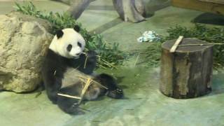 20160706圓仔吃竹子  (The Giant Panda Yuan Zai)