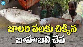 జాలరి వలకు చిక్కిన బాహుబలి చేప | Sakhinetipalle  | iDream