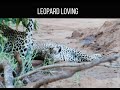 Leopard Loving