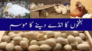 DUCK EGGS SEASON || PROFITABLE BUSINESS