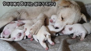 8마리 남은 아기 강아지들 위해서 어미개 놀라운 행동?