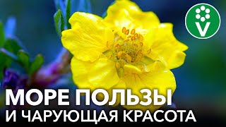 ЦВЕТЕТ ВСЕ ЛЕТО, НЕПРИХОТЛИВЫЙ, ЛЕЧЕБНЫЙ - УДИВИТЕЛЬНЫЙ КУРИЛЬСКИЙ ЧАЙ (лапчатка кустарниковая)!