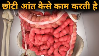 छोटी आंत कैसे काम करती हैं - Digestive system 6 - anatomy of small intestine