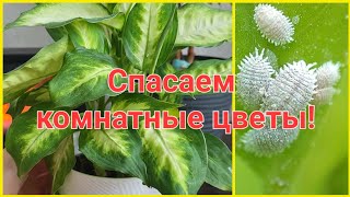 СПАСАЮ КОМНАТНЫЕ РАСТЕНИЯ!КАРДИНАЛЬНЫЕ МЕРЫ!ДИФФЕНБАХИЯ/МУЧНИСТЫЙ ЧЕРВЕЦ