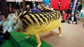 令和5年松山秋祭り三津厳島神社虎舞