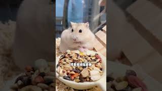 想养好仓鼠 先了解了解它一天的作息吧！If you want to raise a hamster well, you must first understand its daily routine!