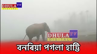 শীতৰ কুঁৱলী ফালি জনাঞ্চলত প্ৰৱেশ গজৰাজৰ। লাগিল হুৱা-দুৱা।