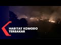 Cagar Alam Habitat Komodo Terbakar di Manggarai Barat NTT