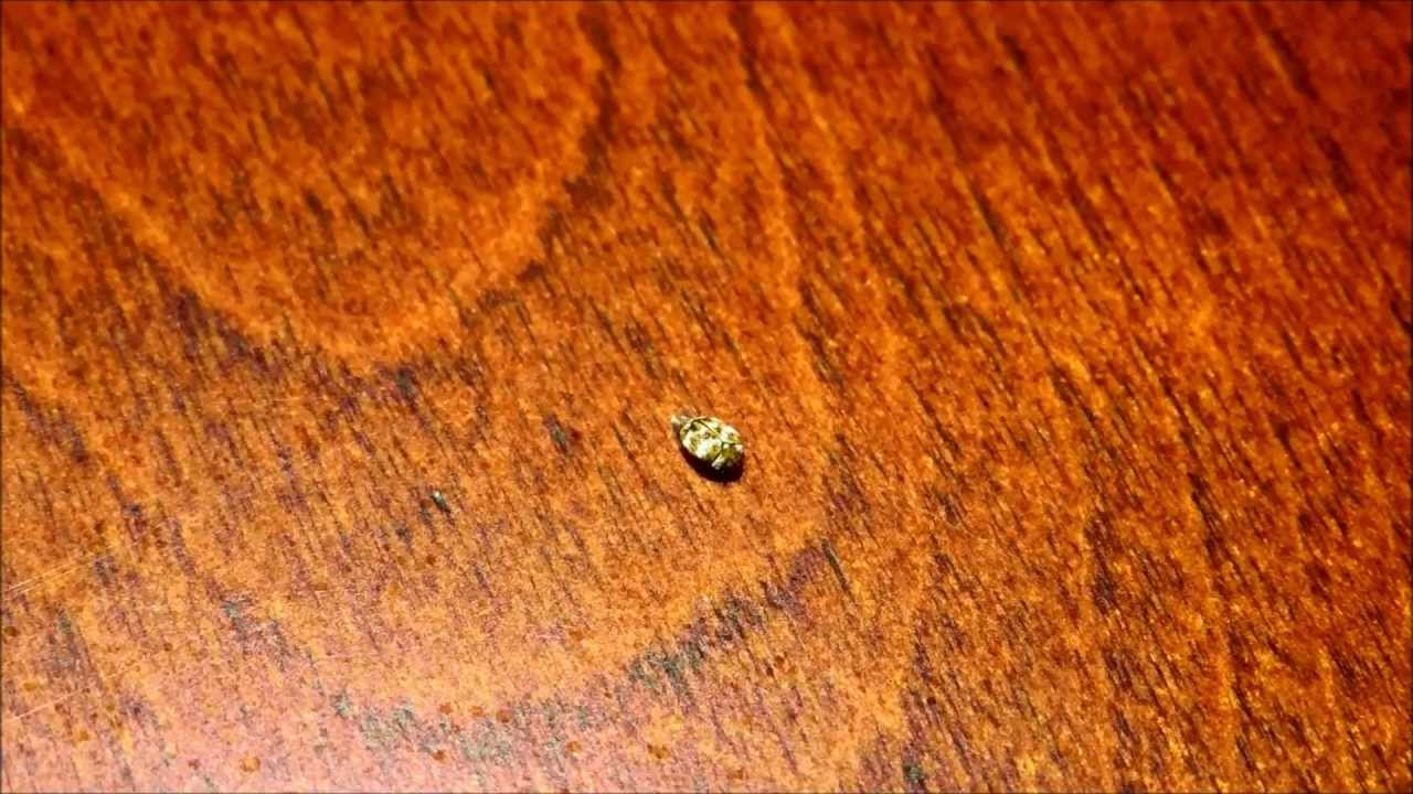 Baby Carpet Beetles