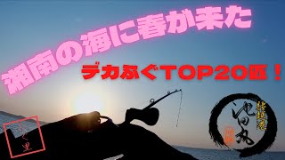 【TOP20匹！！】湘南の海に春が来た！2022年3月初旬　腰越 池田丸 湾ふぐ釣り