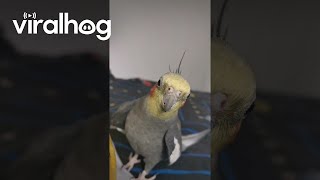 Cockatiel Sings the Addams Family Theme Song || ViralHog