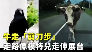 牛走「剪刀步」 走路像模特兒走伸展台 - 可愛動物 - 新唐人亞太電視台