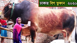 ঢাকার বিগ তুফান 2020ঈদে অন্যতম বড় গরু big cow dhaka 2020