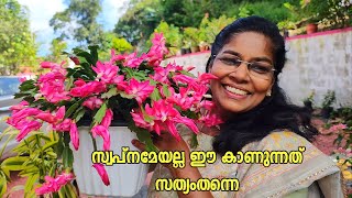 കണ്ണിനു കുളിരും മിഴിവുമായി ഡിസംബറിൽ ക്രിസ്മസ് കാക്റ്റസ്‌/Beautiful xmas cactusflowers caring