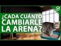 🐱 ¿Cada Cuánto Cambiar la Arena de los Gatos? - Arenero Limpio 🧻🐱