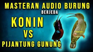 KONIN vs PIJANTUNG GUNUNG | Audio MASTER BERJEDA