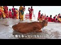 【india】only lovely cow you might love cow when you watch this video what lovely animal❤