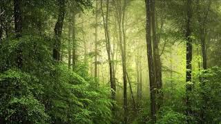 Rainforest Ambience: Rain Sounds, Jungle Birds and Thunder in the Distance | Relaxing Sleep Sounds