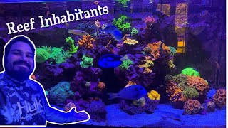 Reef Inhabitants