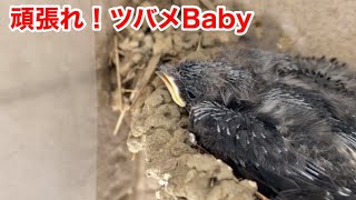 頑張れ！ツバメBaby