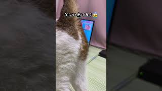 もち子、お尻の穴からなにか出てるよ🤣 #shorts