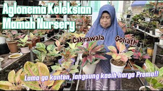 Aglonema Koleksian Mamah Nursery Lagi di Obral, Banyak Pilihan Harga Bersaing!! Eps. 7