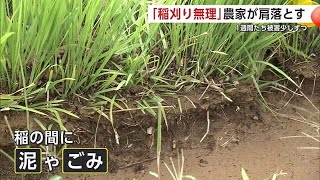 「稲刈りは無理」農家が肩落とす　田んぼに大量の泥やごみ　大雨の降り始めから1週間　秋田・由利本荘市 (24/07/31 20:30)