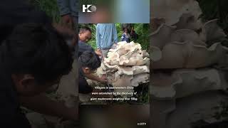 A huge mushroom cluster of 50 kg is found in Yunnan.