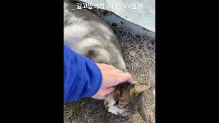 막내는 왜 흙구덩이에 몸을 비비는지 모르겠다 #개냥이 #고양이 #남매고양이 #cute #고양이일상