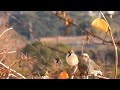 スズメのいる庭は、ほかの鳥も安心　〜　garden where house sparrows visit on new year