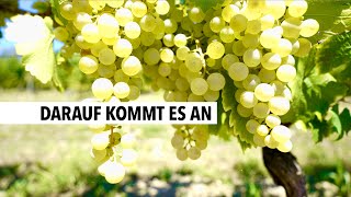 Weinlese 2022 - so funktionierts | RON TV