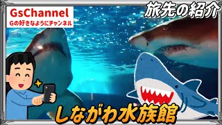 【🇯🇵旅先の紹介】アザラシ館がおすすめ「しながわ水族館」