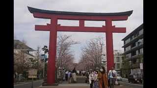 【桜】鎌倉 鶴岡八幡宮 桜並木 若宮大路2022 sakura kamakura tsurugaoka-shrine cherryblossomsオンライン花見　二の鳥居　 鎌倉殿の13人