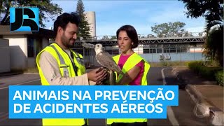 Aeroporto de Belo Horizonte (MG) usa animais para prevenir acidentes entre aviões e pássaros