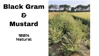 Natural Black Gram And Mustard | Natural चन्ने व सरसों #naturalfarming #mustard #blackgram #natural